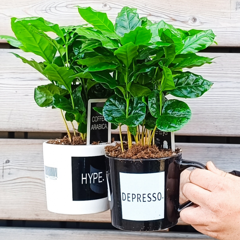 Coffea Arabica (Kávovník arabský) - výška 20-25 cm, kont. C1L - V HRNČEKU S NÁPISOM